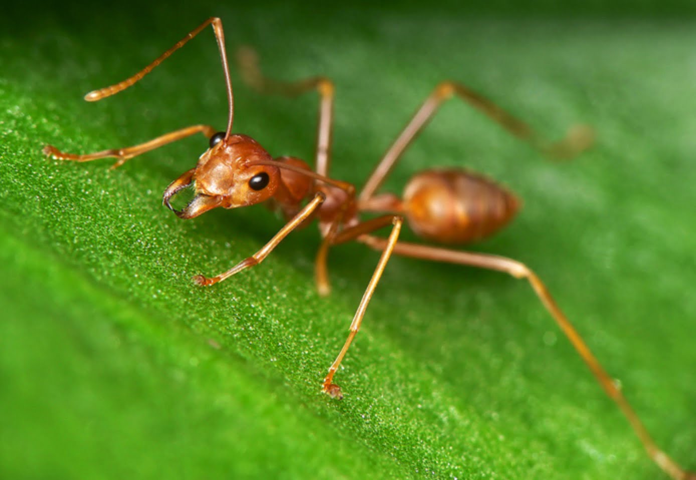 Đàn kiến sẽ ra khỏi nhà bạn nếu biết được các mẹo sau đây