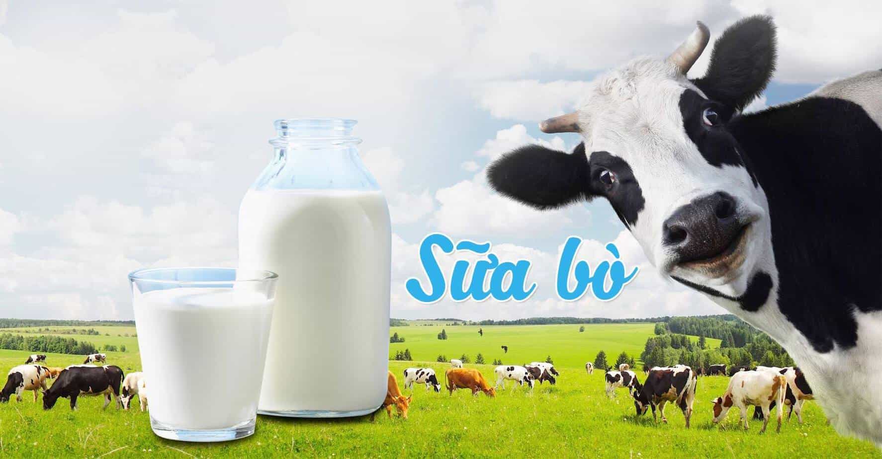khi trẻ tiêu hoá sữa bột dù cả hai loại đều chế biến từ sữa bò